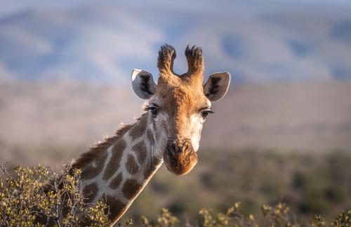 ŠV21 Výlet do Afriky (ZOO Dvůr Králové)