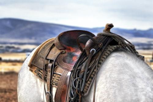 E08 Pohled z hřbetu koně (Starokladrubský kůň)